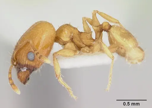Pheidole marcidula - CASENT0172967