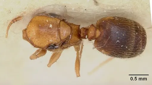 Pheidole marcidula - CASENT0172968