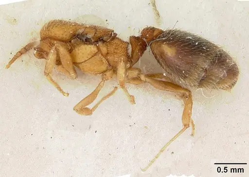 Pheidole marcidula - CASENT0172968