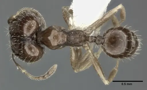Pheidole marcidula - CASENT0246105