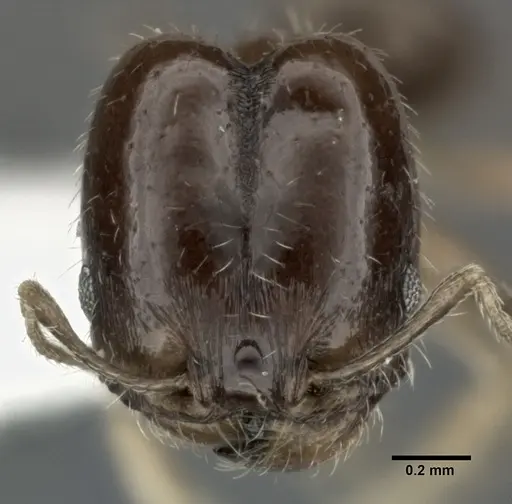 Pheidole marcidula - CASENT0246105