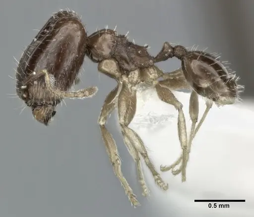 Pheidole marcidula - CASENT0246105