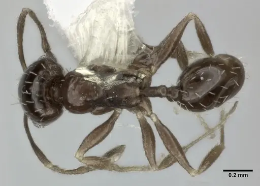 Pheidole marcidula - CASENT0246106