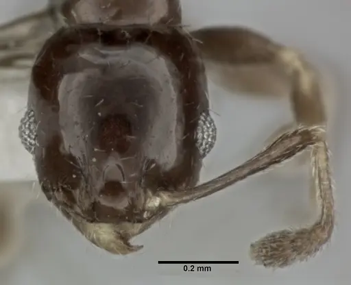 Pheidole marcidula - CASENT0246106
