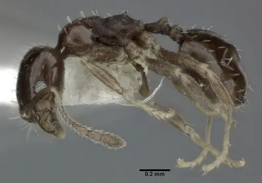 Pheidole marcidula - CASENT0246106