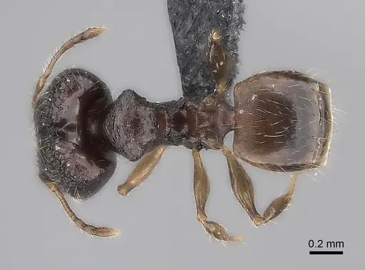 Pheidole marieannae specimen