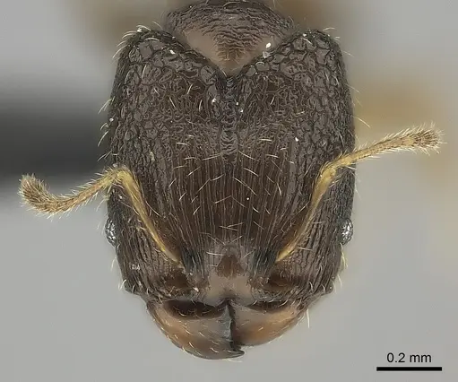Pheidole marieannae specimen