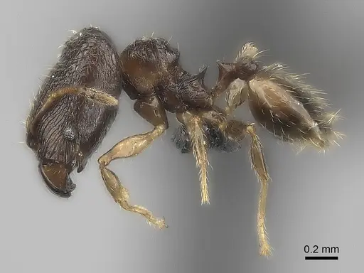 Pheidole marieannae specimen