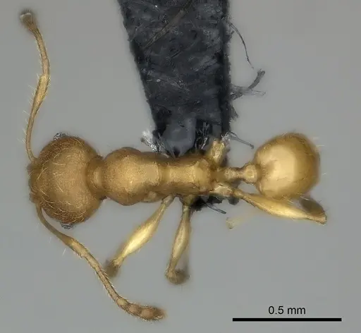 Pheidole marieannae - CASENT0059041