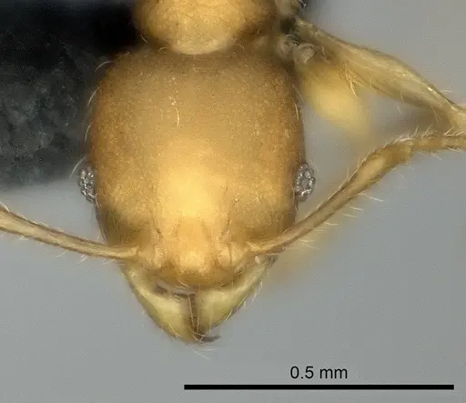 Pheidole marieannae - CASENT0059041