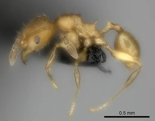 Pheidole marieannae - CASENT0059041