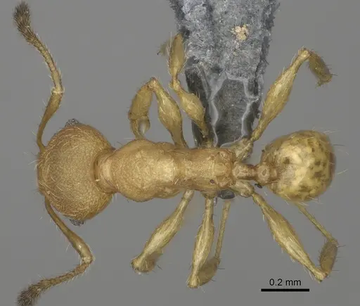 Pheidole marieannae - CASENT0808178