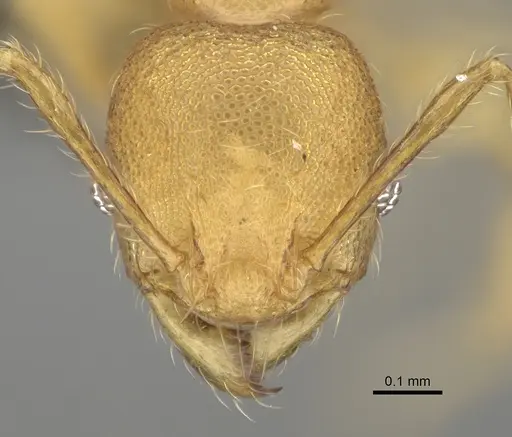 Pheidole marieannae - CASENT0808178