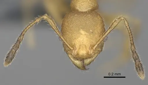 Pheidole marieannae - CASENT0808178