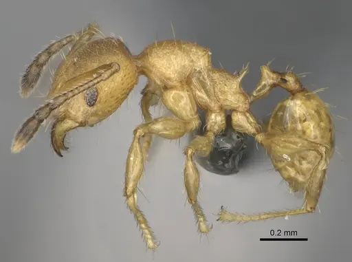 Pheidole marieannae - CASENT0808178
