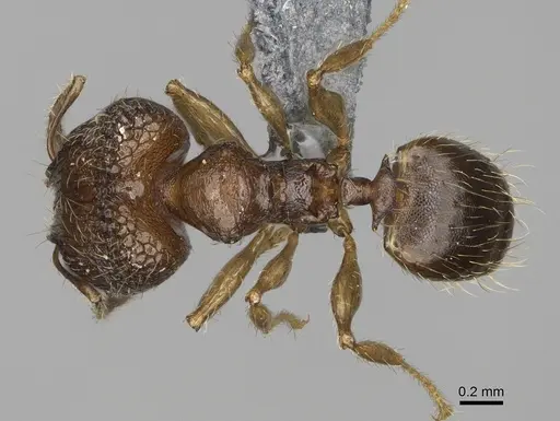 Pheidole marieannae - CASENT0923219