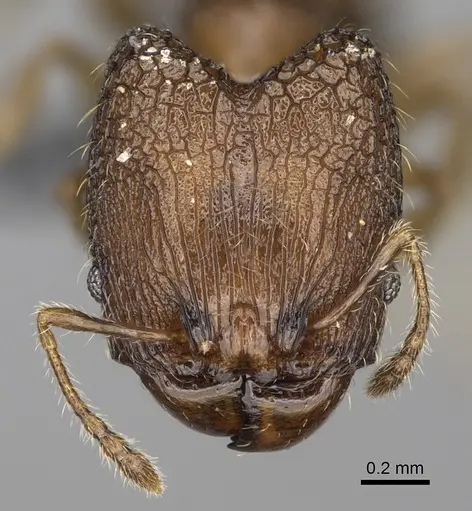 Pheidole marieannae - CASENT0923219