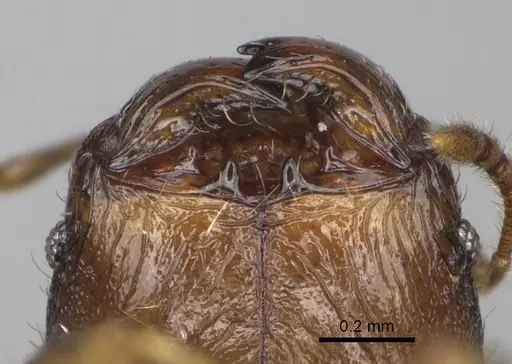 Pheidole marieannae - CASENT0923219