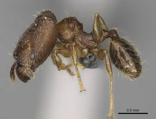 Pheidole marieannae - CASENT0923219