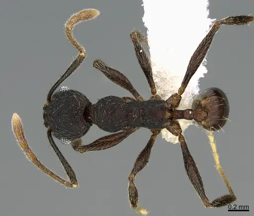 Pheidole marmor specimen