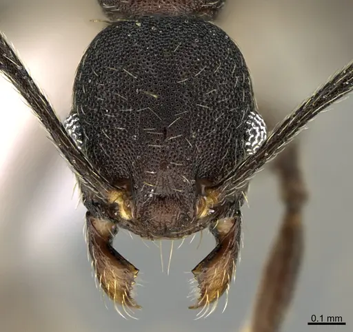 Pheidole marmor specimen