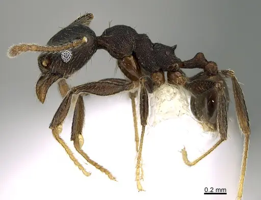 Pheidole marmor specimen
