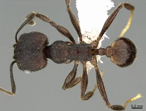 Pheidole marmor - CASENT0646377