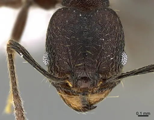 Pheidole marmor - CASENT0646377