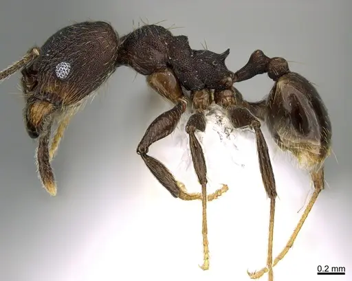 Pheidole marmor - CASENT0646377