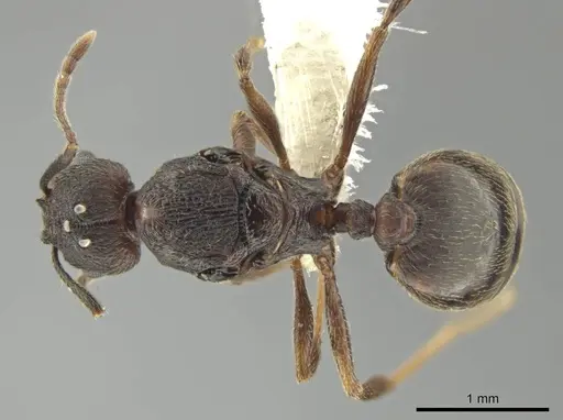 Pheidole marmor - CASENT0646379