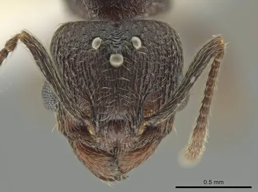 Pheidole marmor - CASENT0646379