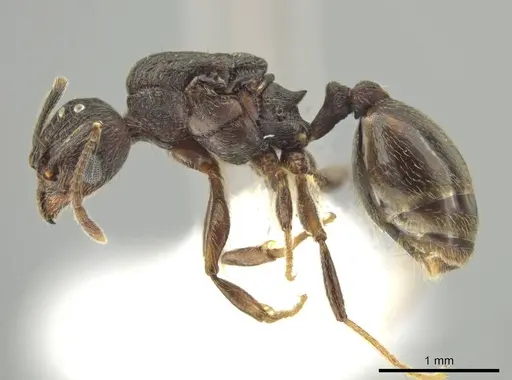 Pheidole marmor - CASENT0646379