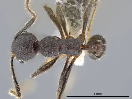 Pheidole marmor - JTLC000009812