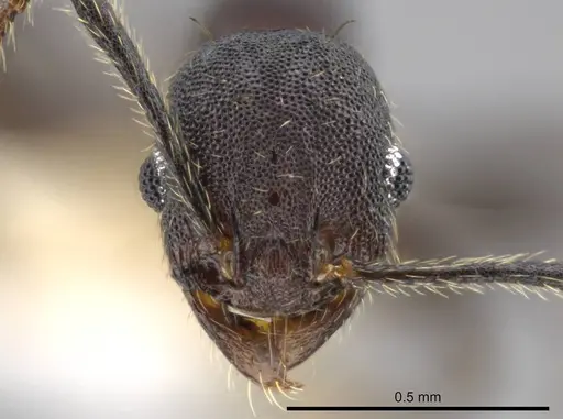 Pheidole marmor - JTLC000009812