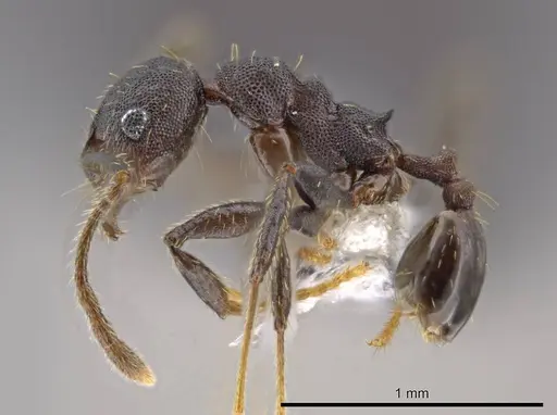 Pheidole marmor - JTLC000009812