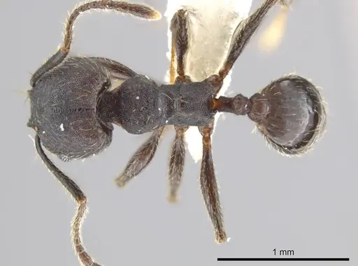 Pheidole marmor - JTLC000009834