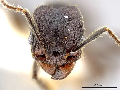 Pheidole marmor - JTLC000009834