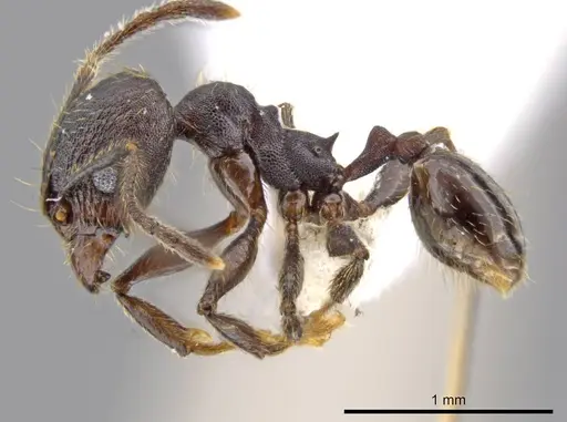 Pheidole marmor - JTLC000009834