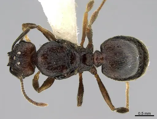 Pheidole marmor - JTLC000009849