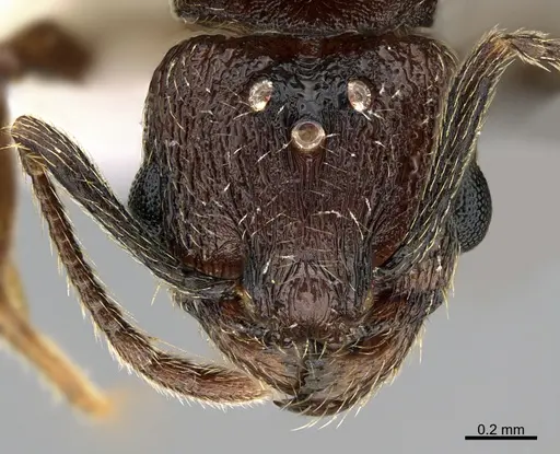 Pheidole marmor - JTLC000009849