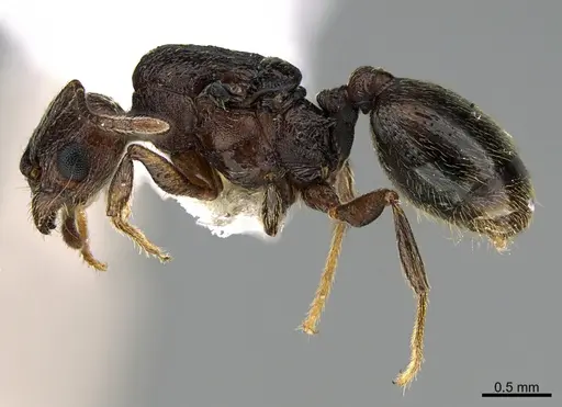 Pheidole marmor - JTLC000009849