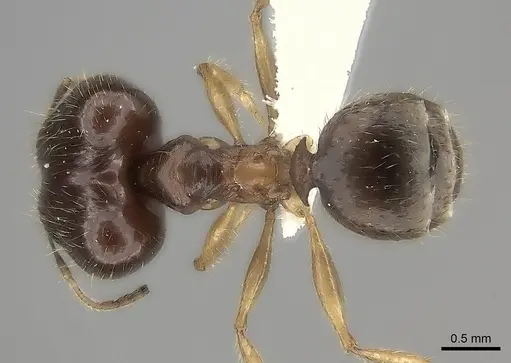 Pheidole maro specimen