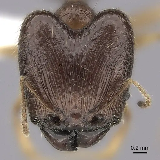 Pheidole maro specimen