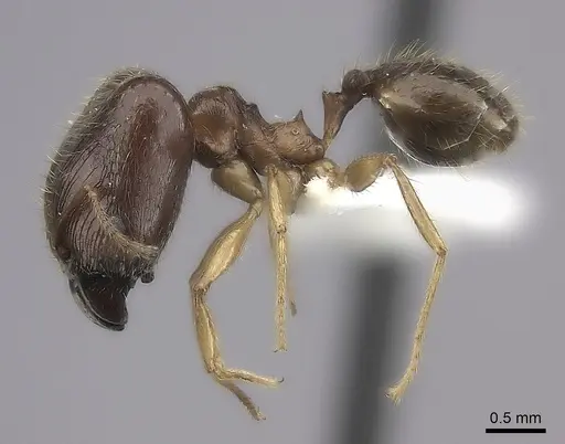 Pheidole maro specimen