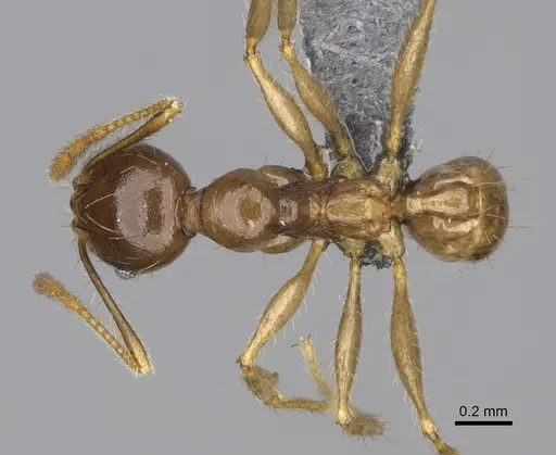 Pheidole maro - CASENT0299307