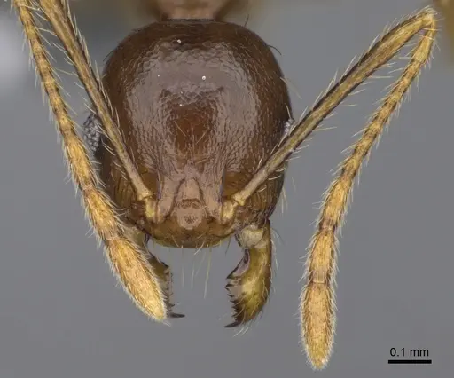 Pheidole maro - CASENT0299307
