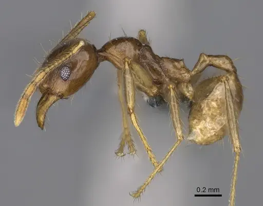 Pheidole maro - CASENT0299307