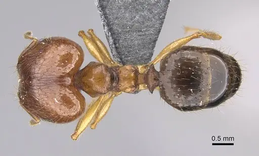 Pheidole maro - CASENT0319210