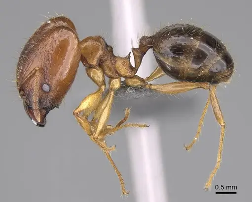 Pheidole maro - CASENT0319210