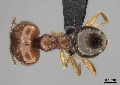 Pheidole maro - CASENT0489211